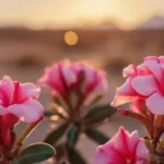folhas de rosa do deserto