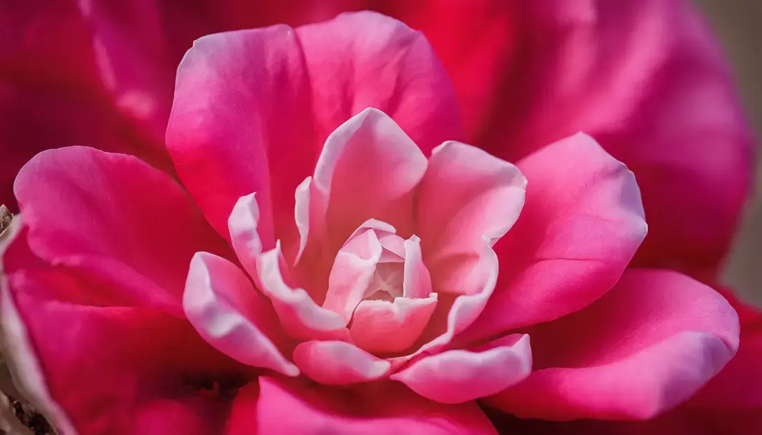 Os usos e benefícios da flor rosa do deserto