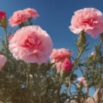 rosa do deserto carnation