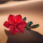 rosa do deserto vermelha dobrada